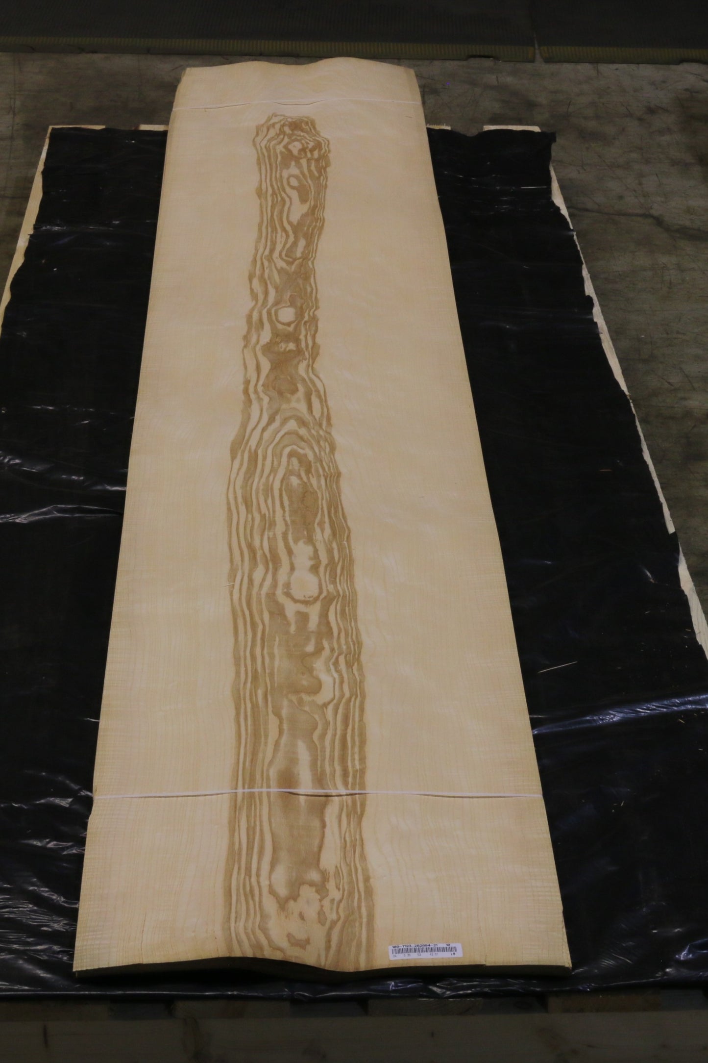 Esche olive (fraxinus excelsior) 0,6mm