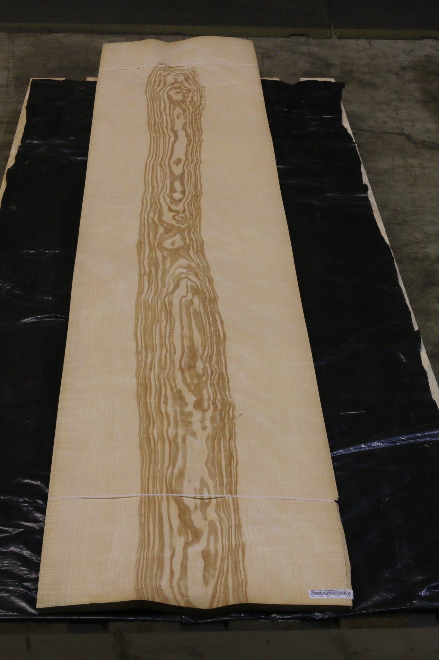 Esche olive (fraxinus excelsior) 0,6mm