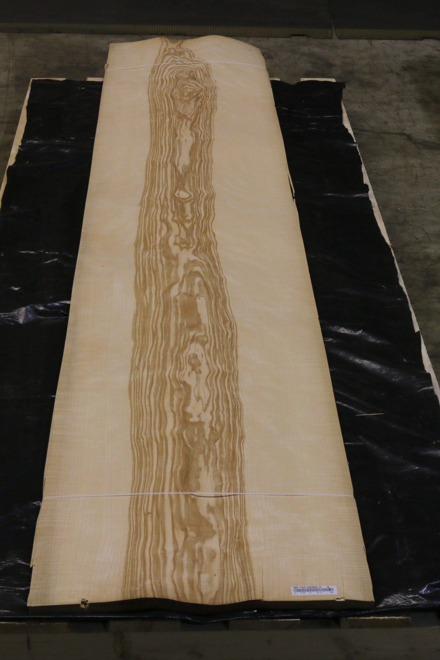 Esche olive (fraxinus excelsior) 0,6mm