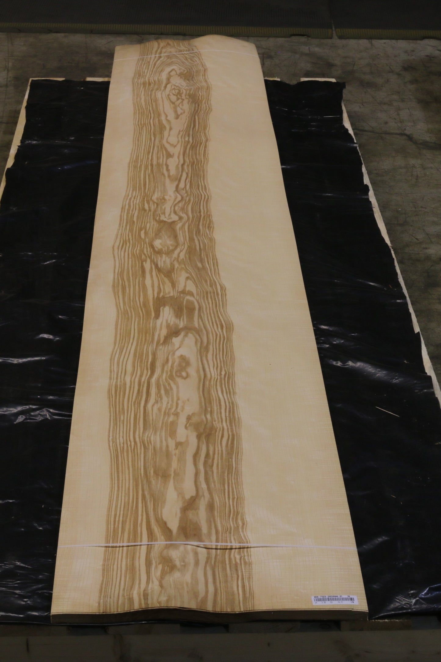 Esche olive (fraxinus excelsior) 0,6mm