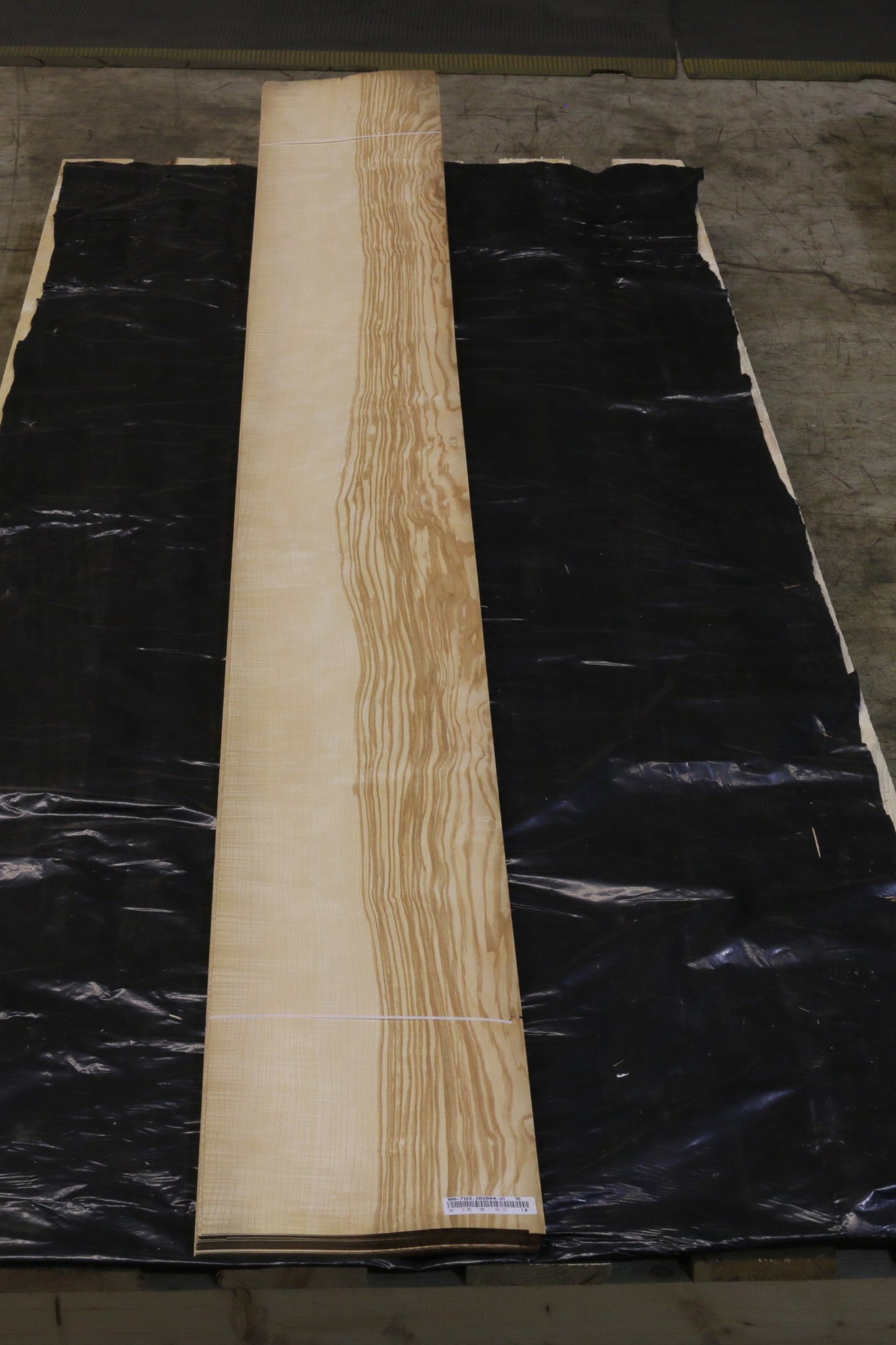 Esche olive (fraxinus excelsior) 0,6mm