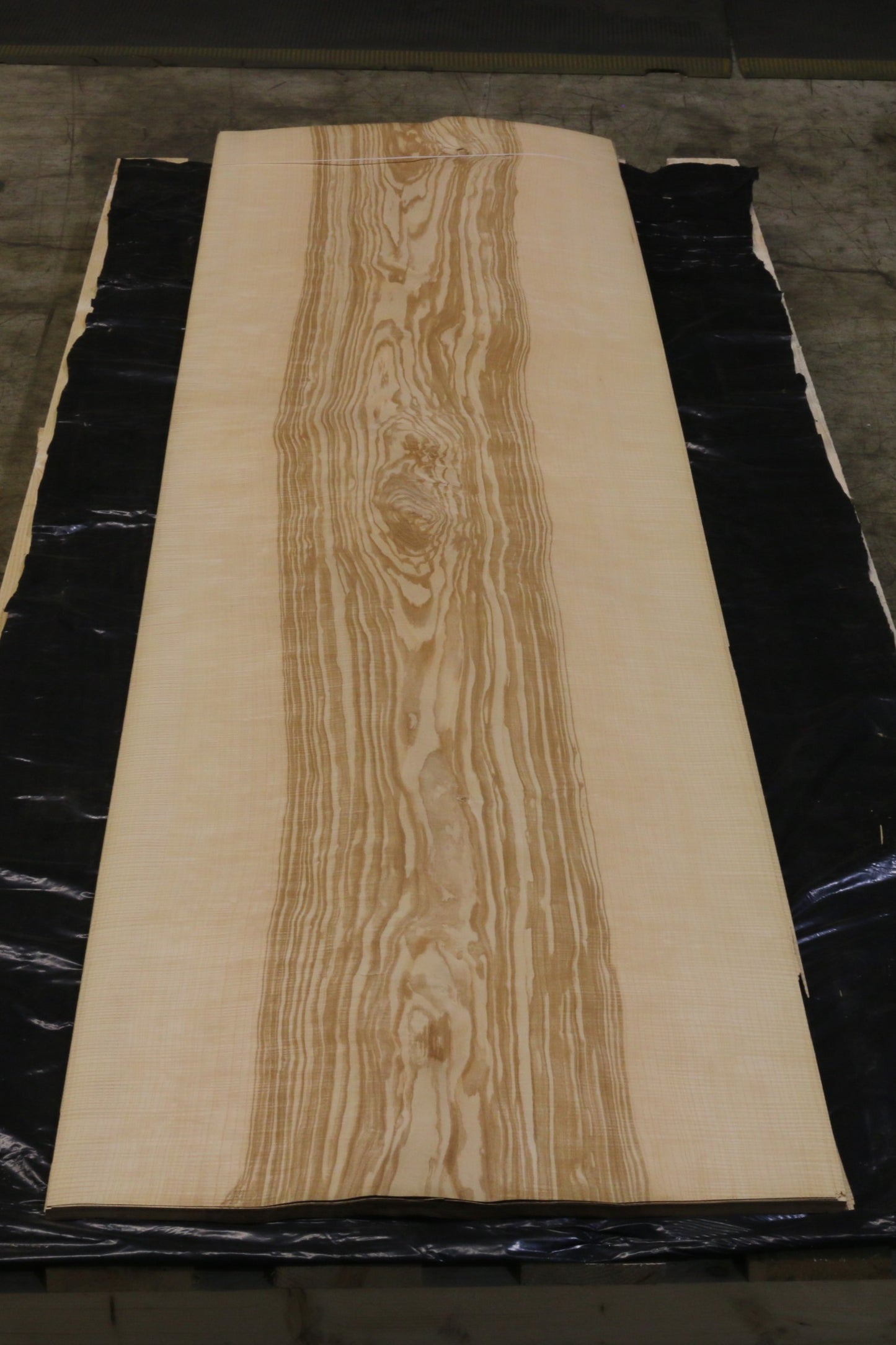 Esche olive (fraxinus excelsior) 0,6mm