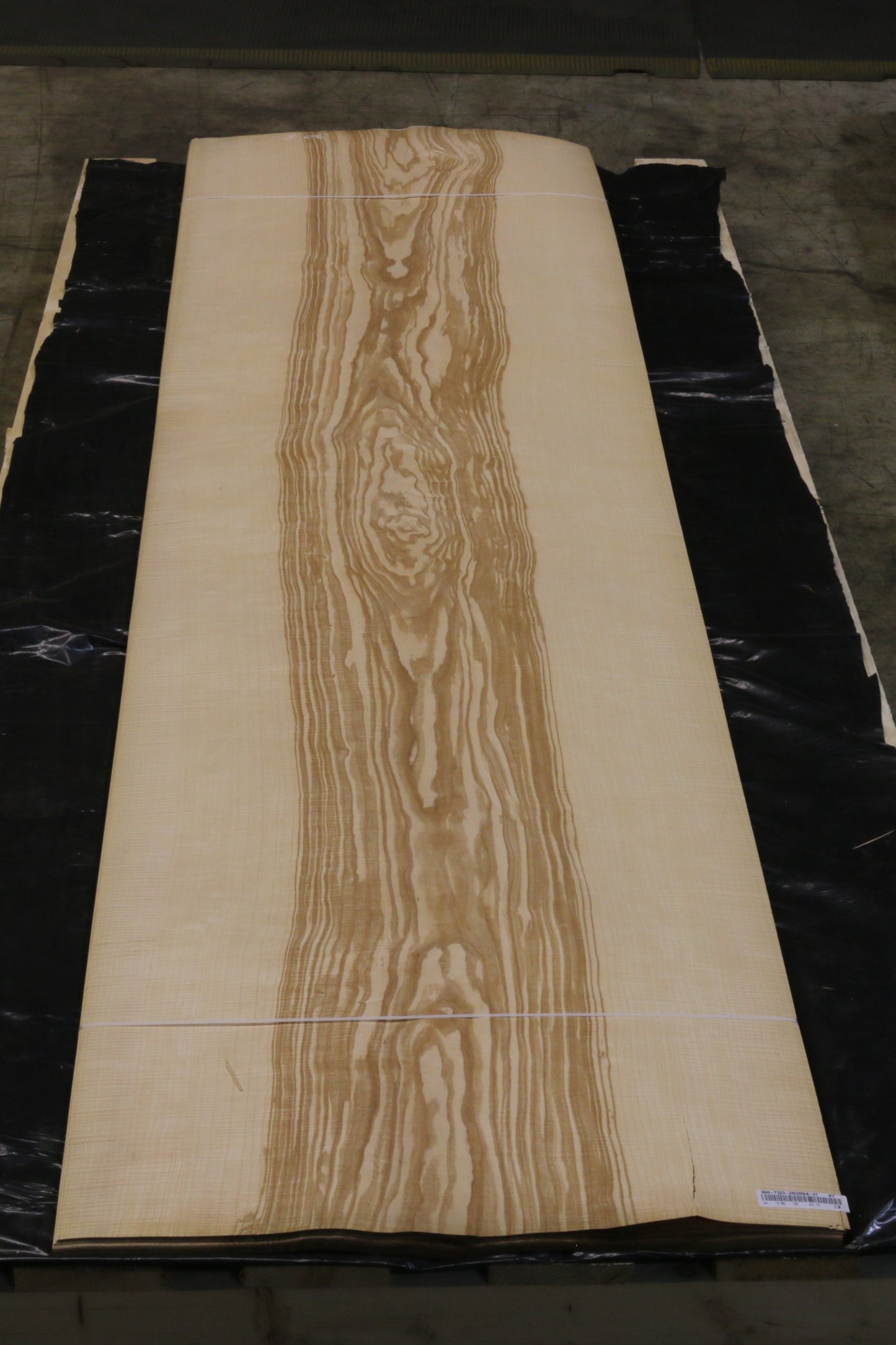 Esche olive (fraxinus excelsior) 0,6mm