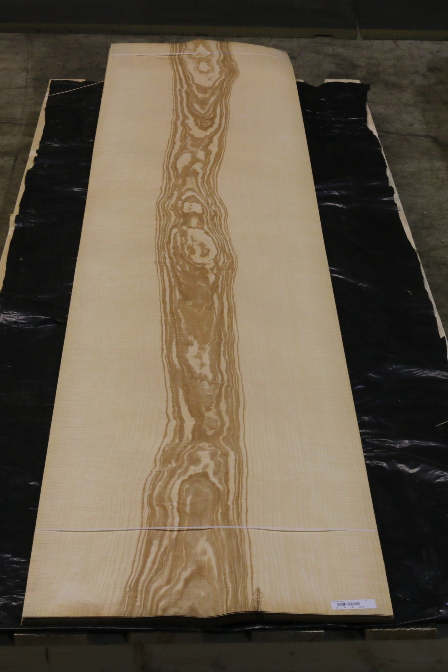 Esche olive (fraxinus excelsior) 0,6mm