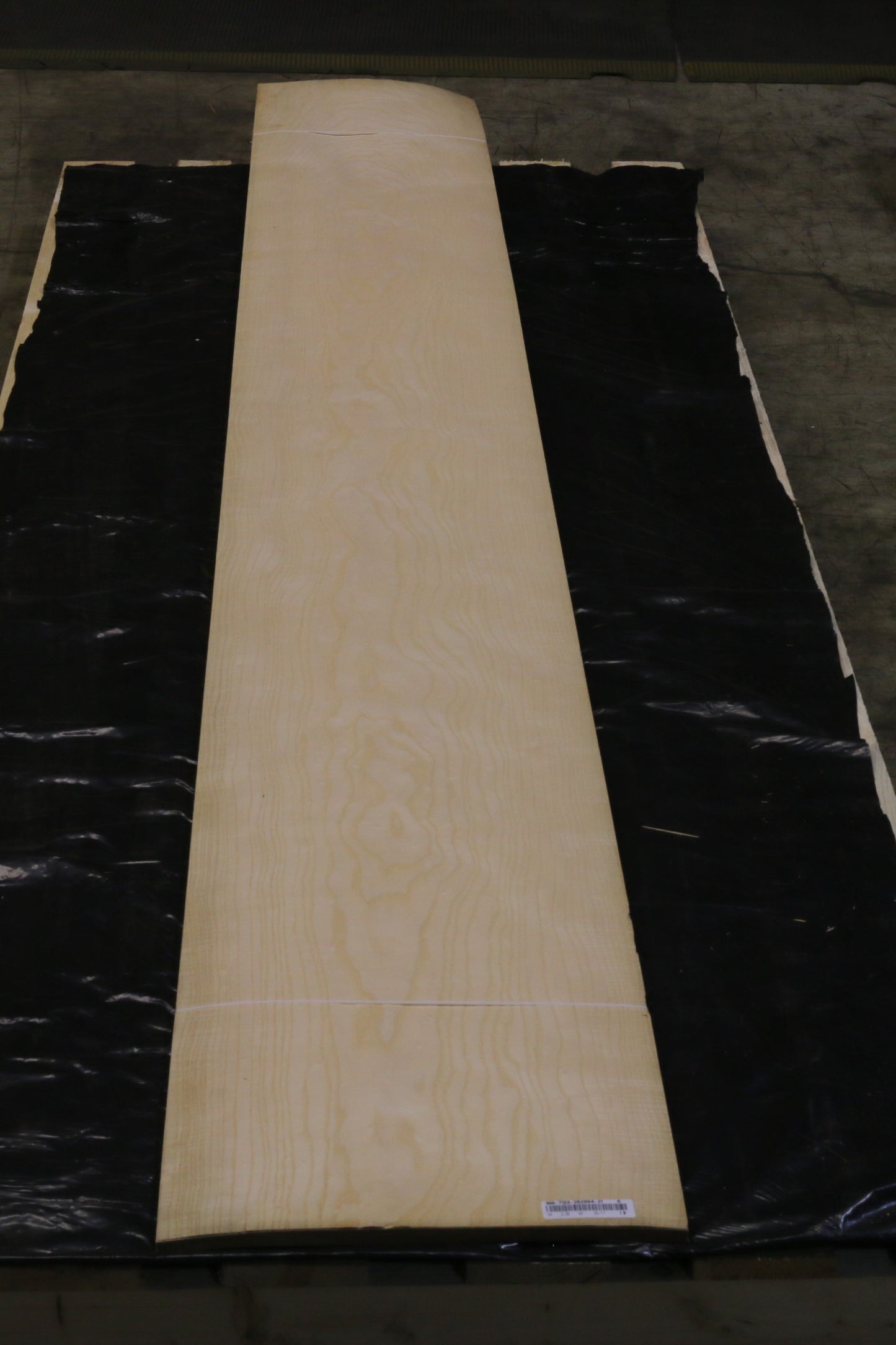 Esche weiß (fraxinus excelsior) 0,6mm