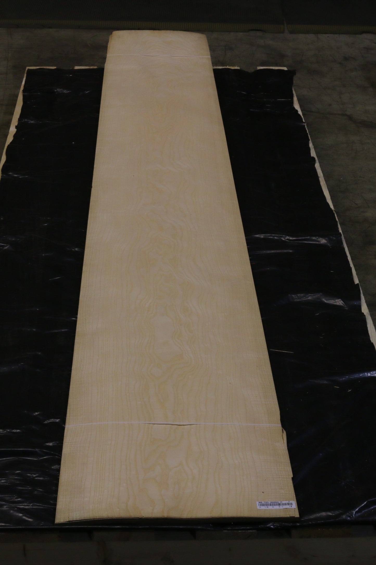 Esche weiß (fraxinus excelsior) 0,6mm