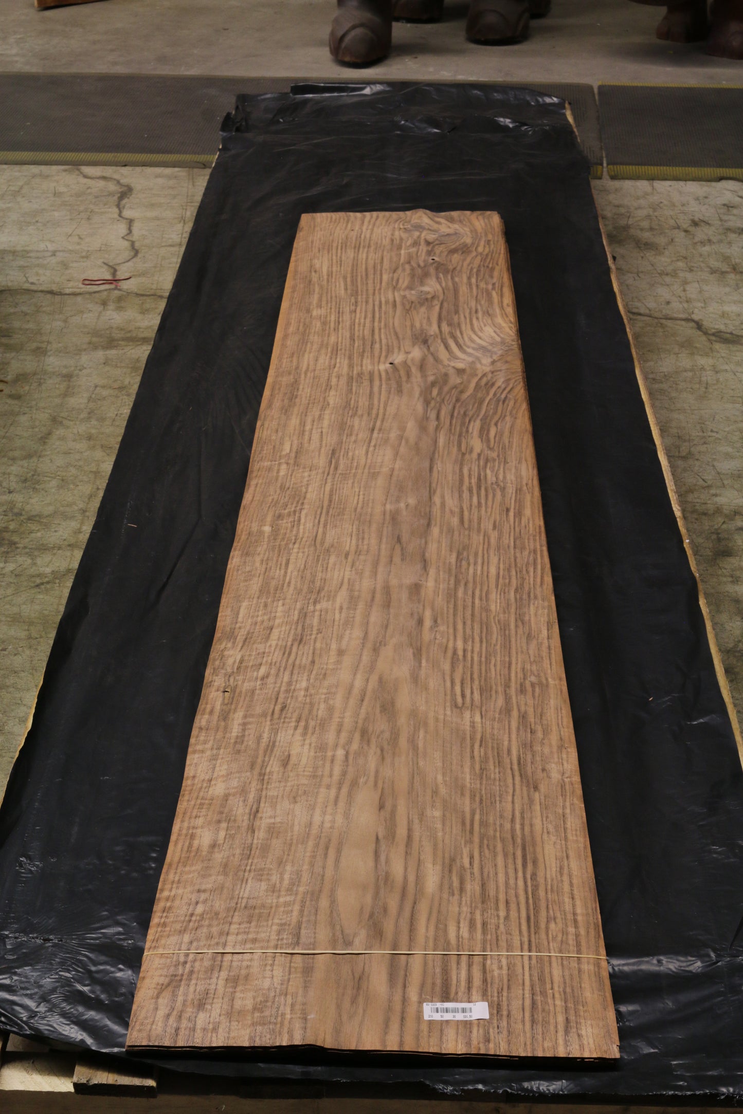 Euro Nußbaum (juglans regia) 0,6mm