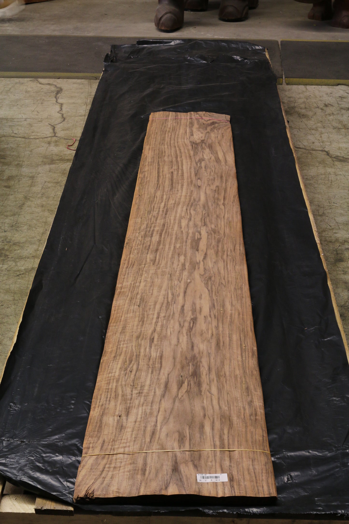 Euro Nußbaum (juglans regia) 0,6mm